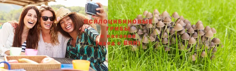 Псилоцибиновые грибы MAGIC MUSHROOMS  купить наркотик  Малгобек 